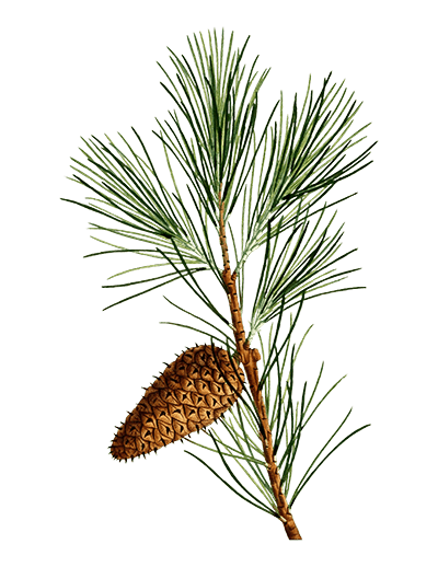 Pine branch with cone